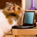 Hamster am Mini-PC.