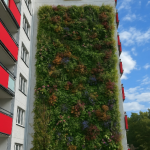 Eine Hausfassade an der eine dichte Pflanzendecke hochwächst.
