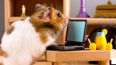 Hamster am Mini-PC.